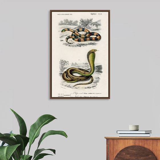 "Coral Snake (Elaps Corallinus) and Egyptian Cobra (Naja Hoje)",  Charles Dessalines D' Orbigny