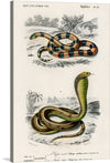 Experience the beauty of nature with Charles Dessalines D’ Orbigny’s “Coral Snake (Elaps Corallinus) and Egyptian Cobra (Naja Hoje)”. This beautiful print showcases the intricate details of two deadly snakes. The coral snake is red, black, and white in color, while the Egyptian cobra is green and brown. 