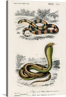  Experience the beauty of nature with Charles Dessalines D’ Orbigny’s “Coral Snake (Elaps Corallinus) and Egyptian Cobra (Naja Hoje)”. This beautiful print showcases the intricate details of two deadly snakes. The coral snake is red, black, and white in color, while the Egyptian cobra is green and brown. 