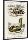 "Coral Snake (Elaps Corallinus) and Egyptian Cobra (Naja Hoje)",  Charles Dessalines D' Orbigny