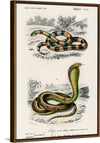 "Coral Snake (Elaps Corallinus) and Egyptian Cobra (Naja Hoje)",  Charles Dessalines D' Orbigny