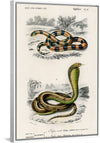 "Coral Snake (Elaps Corallinus) and Egyptian Cobra (Naja Hoje)",  Charles Dessalines D' Orbigny