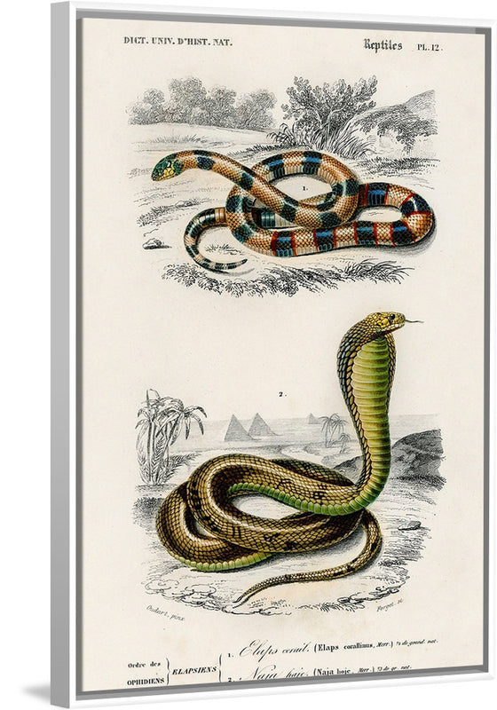 "Coral Snake (Elaps Corallinus) and Egyptian Cobra (Naja Hoje)",  Charles Dessalines D' Orbigny