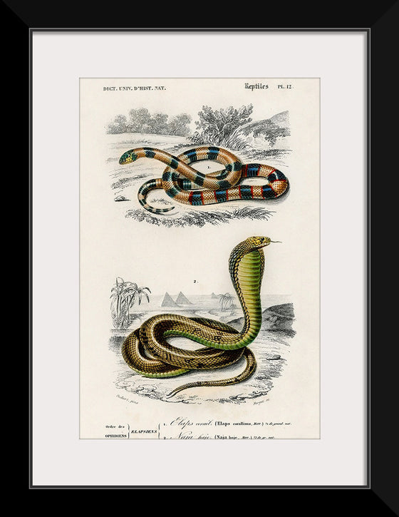 "Coral Snake (Elaps Corallinus) and Egyptian Cobra (Naja Hoje)",  Charles Dessalines D' Orbigny