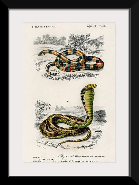 "Coral Snake (Elaps Corallinus) and Egyptian Cobra (Naja Hoje)",  Charles Dessalines D' Orbigny