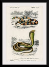 "Coral Snake (Elaps Corallinus) and Egyptian Cobra (Naja Hoje)",  Charles Dessalines D' Orbigny