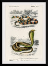 "Coral Snake (Elaps Corallinus) and Egyptian Cobra (Naja Hoje)",  Charles Dessalines D' Orbigny