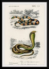 "Coral Snake (Elaps Corallinus) and Egyptian Cobra (Naja Hoje)",  Charles Dessalines D' Orbigny