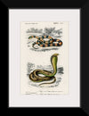 "Coral Snake (Elaps Corallinus) and Egyptian Cobra (Naja Hoje)",  Charles Dessalines D' Orbigny