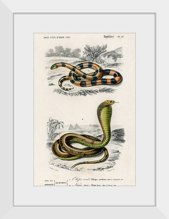 "Coral Snake (Elaps Corallinus) and Egyptian Cobra (Naja Hoje)",  Charles Dessalines D' Orbigny