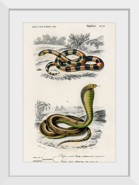 "Coral Snake (Elaps Corallinus) and Egyptian Cobra (Naja Hoje)",  Charles Dessalines D' Orbigny