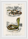 "Coral Snake (Elaps Corallinus) and Egyptian Cobra (Naja Hoje)",  Charles Dessalines D' Orbigny