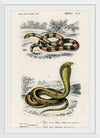 "Coral Snake (Elaps Corallinus) and Egyptian Cobra (Naja Hoje)",  Charles Dessalines D' Orbigny