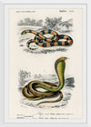 "Coral Snake (Elaps Corallinus) and Egyptian Cobra (Naja Hoje)",  Charles Dessalines D' Orbigny