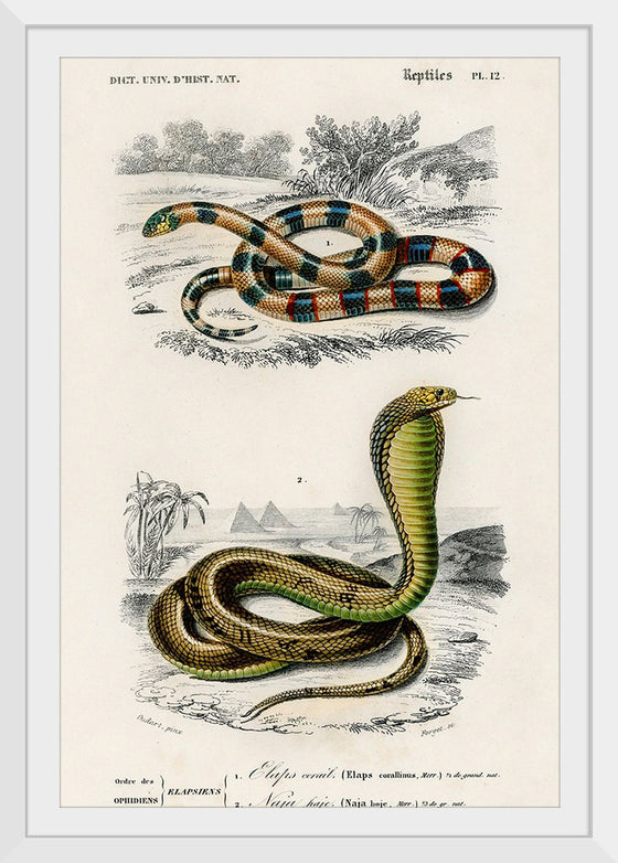 "Coral Snake (Elaps Corallinus) and Egyptian Cobra (Naja Hoje)",  Charles Dessalines D' Orbigny