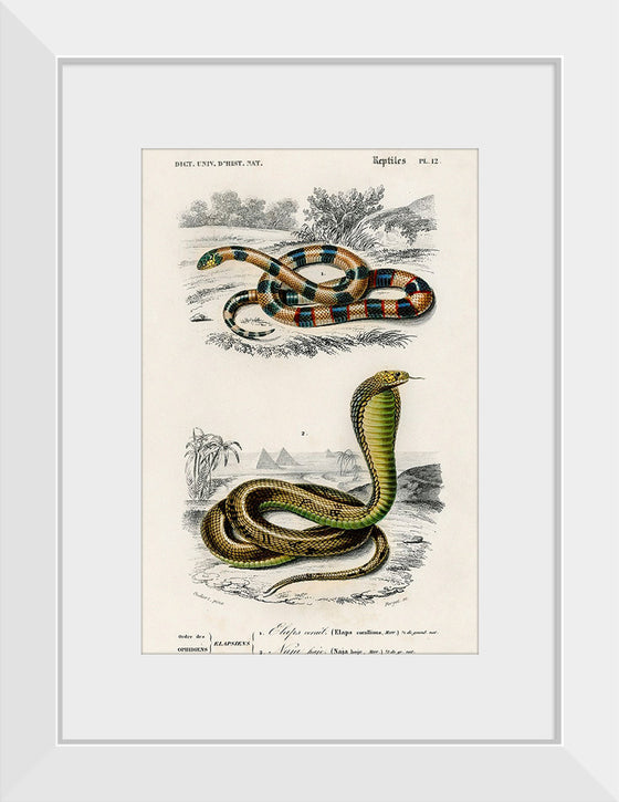 "Coral Snake (Elaps Corallinus) and Egyptian Cobra (Naja Hoje)",  Charles Dessalines D' Orbigny