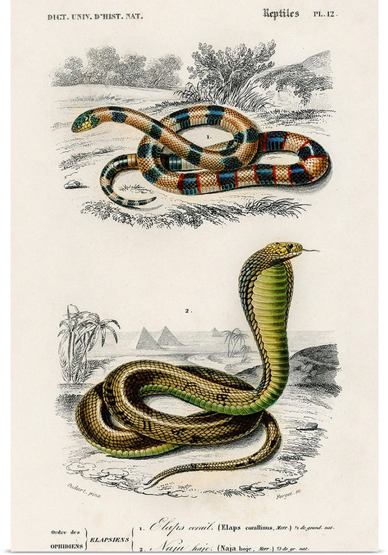 "Coral Snake (Elaps Corallinus) and Egyptian Cobra (Naja Hoje)",  Charles Dessalines D' Orbigny