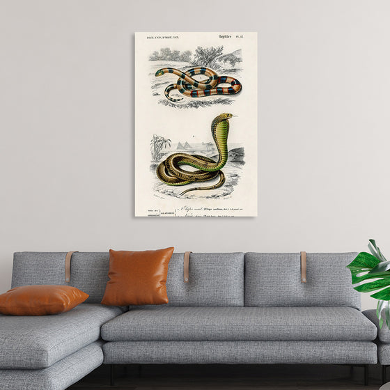 "Coral Snake (Elaps Corallinus) and Egyptian Cobra (Naja Hoje)",  Charles Dessalines D' Orbigny