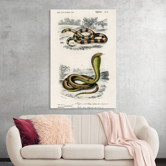 "Coral Snake (Elaps Corallinus) and Egyptian Cobra (Naja Hoje)",  Charles Dessalines D' Orbigny