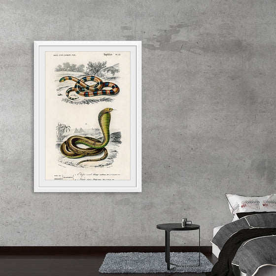 "Coral Snake (Elaps Corallinus) and Egyptian Cobra (Naja Hoje)",  Charles Dessalines D' Orbigny