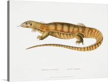  This exquisite print, titled “Yellow Monitor (Monitor flavescens) (1830-1834),” meticulously captures the majestic Yellow Monitor in all its glory. The artwork brings to life every scale, curve, and color gradient of this magnificent creature against a pristine white backdrop. It’s more than just a visual spectacle; it’s an intimate journey into the natural world.