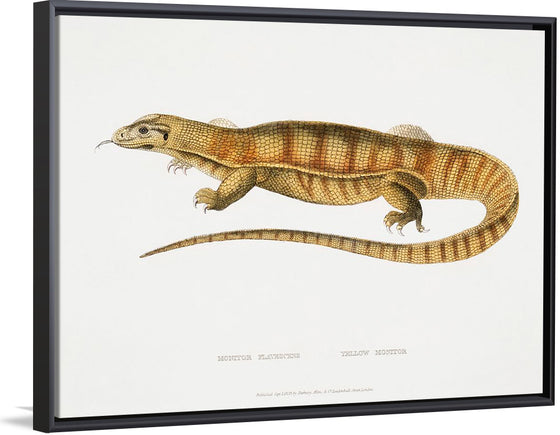 "Yellow Monitor (Monitor flavescens) (1830-1834)", John Edward Gray