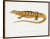 "Yellow Monitor (Monitor flavescens) (1830-1834)", John Edward Gray