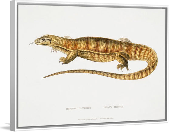 "Yellow Monitor (Monitor flavescens) (1830-1834)", John Edward Gray