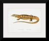 "Yellow Monitor (Monitor flavescens) (1830-1834)", John Edward Gray