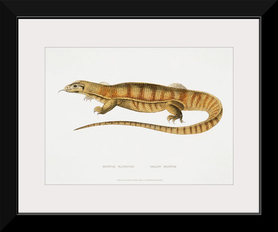 "Yellow Monitor (Monitor flavescens) (1830-1834)", John Edward Gray