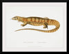 "Yellow Monitor (Monitor flavescens) (1830-1834)", John Edward Gray