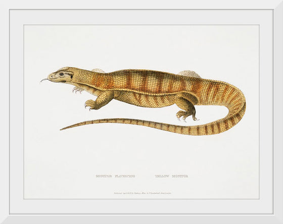 "Yellow Monitor (Monitor flavescens) (1830-1834)", John Edward Gray