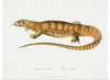 "Yellow Monitor (Monitor flavescens) (1830-1834)", John Edward Gray