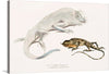 This artwork is a stunning print that captures the intricate beauty of two distinct reptiles. The larger, pale-hued chameleon’s eyes are a study in detail and expression, while the smaller, dark-toned lizard exudes a sleek elegance.