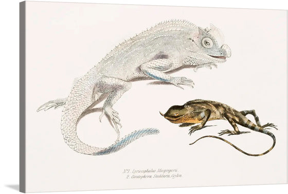 This artwork is a stunning print that captures the intricate beauty of two distinct reptiles. The larger, pale-hued chameleon’s eyes are a study in detail and expression, while the smaller, dark-toned lizard exudes a sleek elegance.