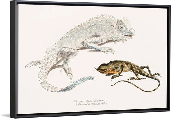 "Macgregor's Lyre Headed Lizard and Stoddart's Unicorn Lizard", John Edward Gray