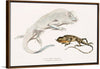 "Macgregor's Lyre Headed Lizard and Stoddart's Unicorn Lizard", John Edward Gray