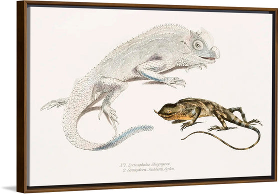 "Macgregor's Lyre Headed Lizard and Stoddart's Unicorn Lizard", John Edward Gray