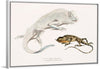 "Macgregor's Lyre Headed Lizard and Stoddart's Unicorn Lizard", John Edward Gray