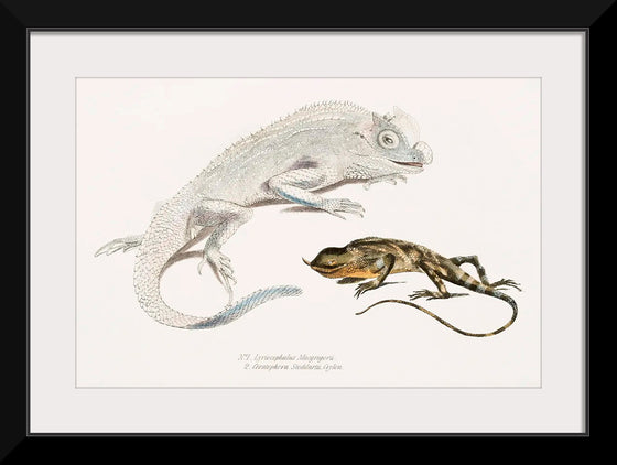 "Macgregor's Lyre Headed Lizard and Stoddart's Unicorn Lizard", John Edward Gray