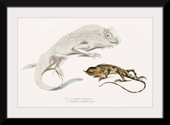 "Macgregor's Lyre Headed Lizard and Stoddart's Unicorn Lizard", John Edward Gray