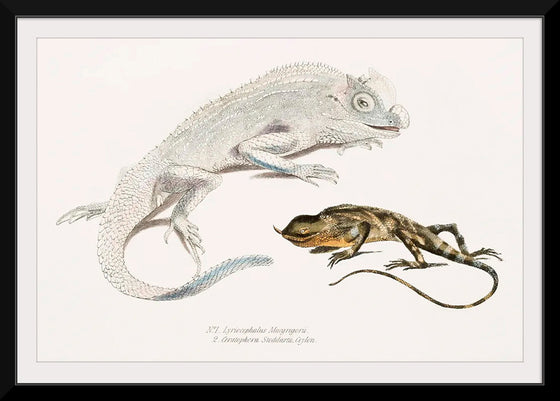 "Macgregor's Lyre Headed Lizard and Stoddart's Unicorn Lizard", John Edward Gray