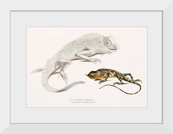 "Macgregor's Lyre Headed Lizard and Stoddart's Unicorn Lizard", John Edward Gray