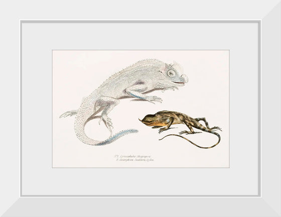 "Macgregor's Lyre Headed Lizard and Stoddart's Unicorn Lizard", John Edward Gray