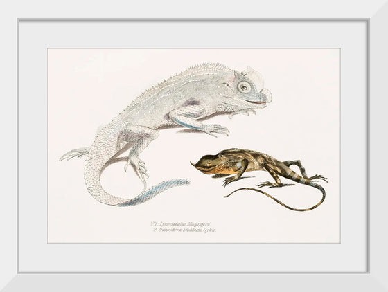 "Macgregor's Lyre Headed Lizard and Stoddart's Unicorn Lizard", John Edward Gray