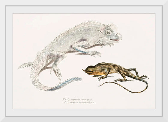 "Macgregor's Lyre Headed Lizard and Stoddart's Unicorn Lizard", John Edward Gray