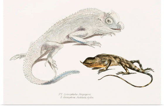 "Macgregor's Lyre Headed Lizard and Stoddart's Unicorn Lizard", John Edward Gray