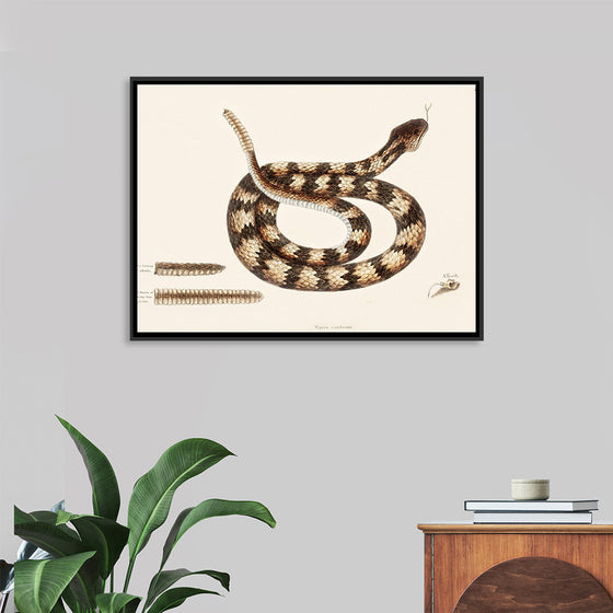 "Rattle Snake (Vipera caudisona) from The Natural History of Carolina, Florida, and the Bahama Islands (1754)",  Mark Catesby