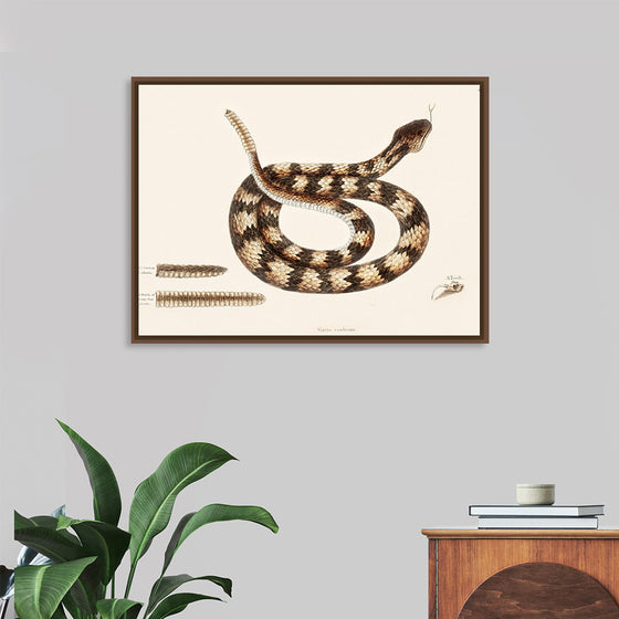 "Rattle Snake (Vipera caudisona) from The Natural History of Carolina, Florida, and the Bahama Islands (1754)",  Mark Catesby