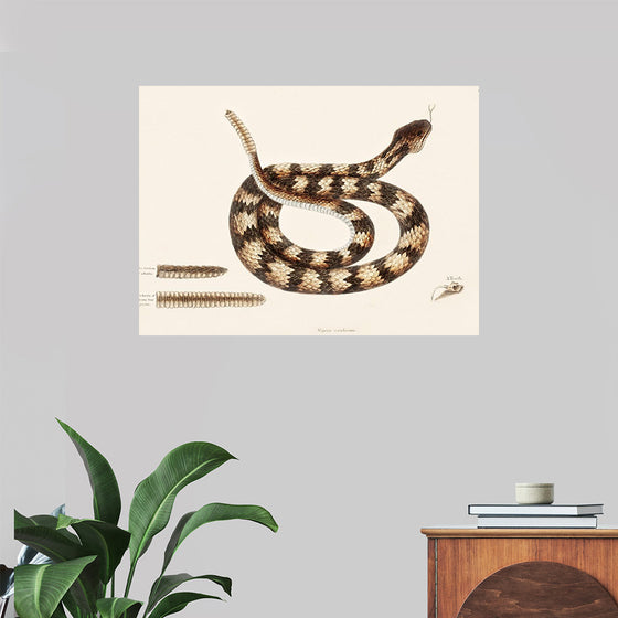 "Rattle Snake (Vipera caudisona) from The Natural History of Carolina, Florida, and the Bahama Islands (1754)",  Mark Catesby